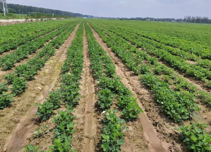 【驻马店市】注意做好雨后花生田间关键管理技术