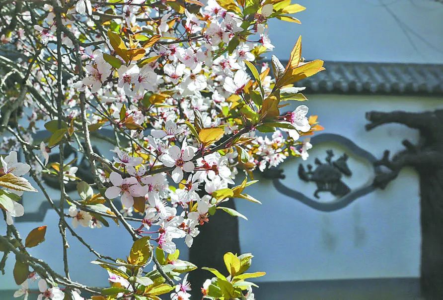 行走河南·读懂中国 | 焦作春日赏花图鉴