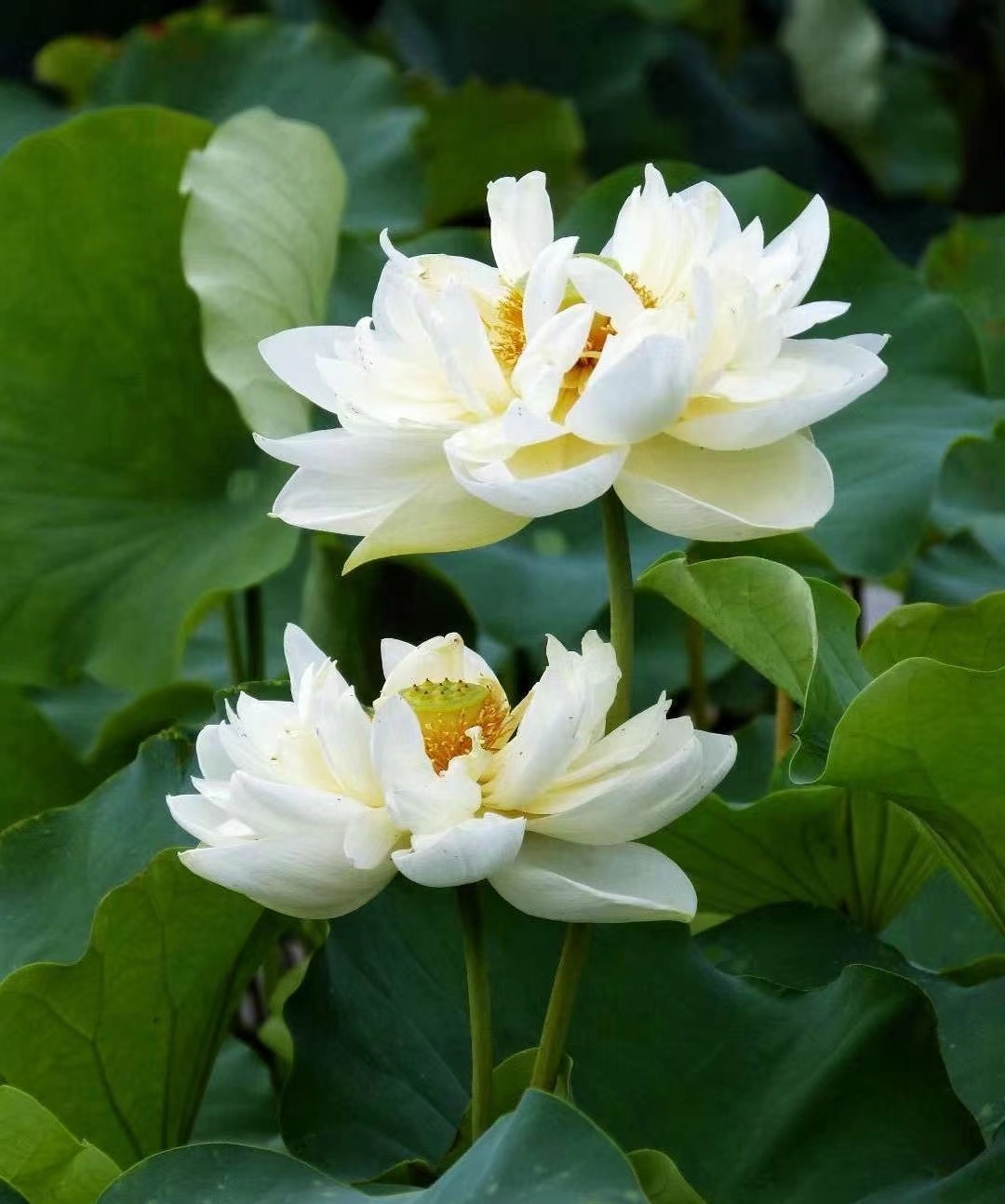鹿邑：雨后荷花别样红