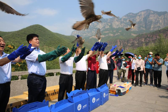 图/文：我省最大规模野生动物放归活动在焦作举办