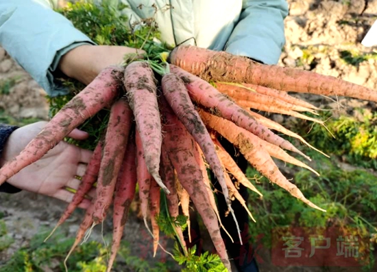 瞧瞧千年胡萝卜的新生机