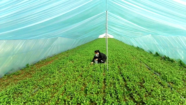 商丘市柘城县积极做好春节期间农产品质量安全监管工作