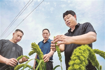 小米香飄振興路