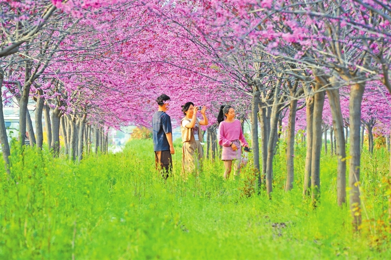 游客在夏邑县太平镇紫荆林游玩