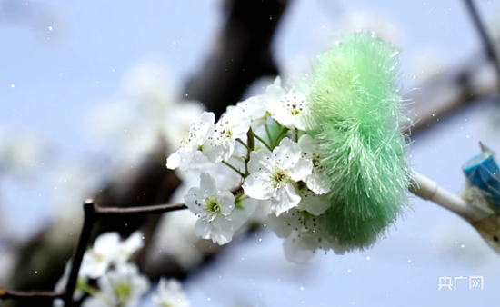 河南永城：梨花争艳 “蜜蜂人”抢抓农时忙授粉