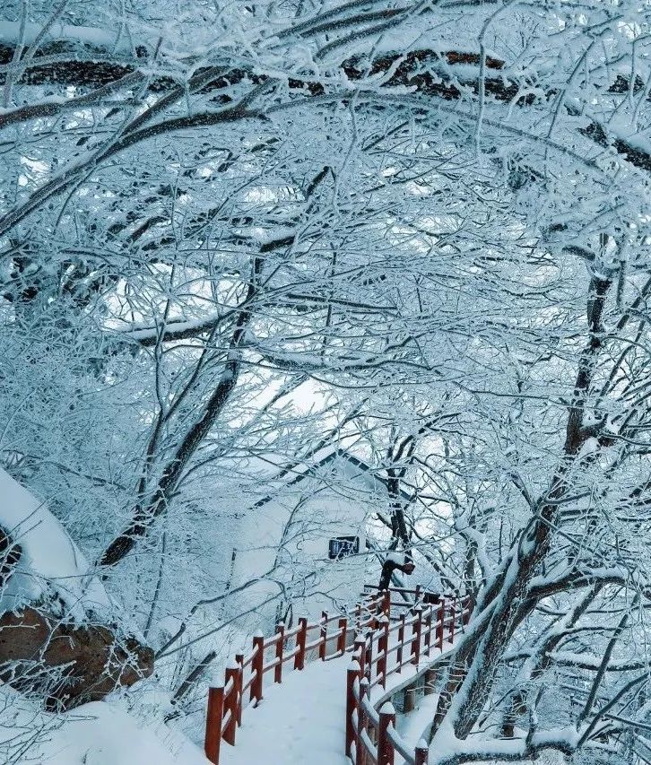 穿越时间长河，云赏老君山历年雪景