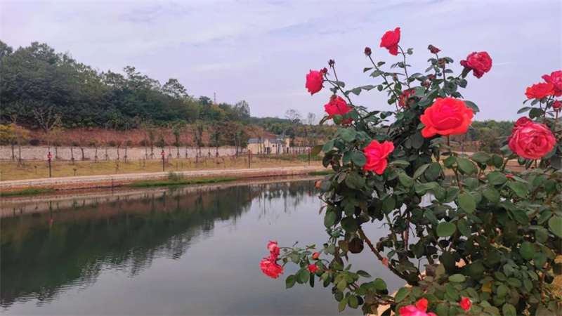 【行走河南·读懂中国】<br>鹁鸽吴村：老宅深巷忆乡愁