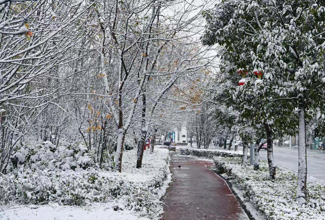 平舆：雪落无声意悠悠