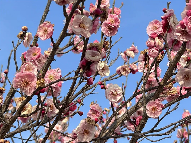 行走河南·读懂中国 | 洛阳：又到一年赏花时 洛城花事地图出炉