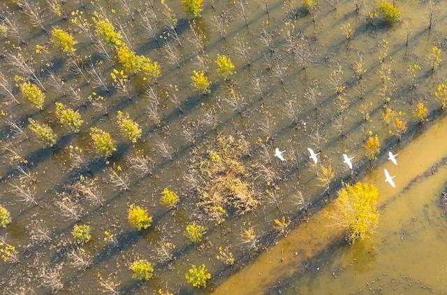 【行走河南·读懂中国】灵宝:守好黄河湿地 共享美丽生态 【行走河南·读懂中国】灵宝:守好黄河湿地 共享美丽生态
