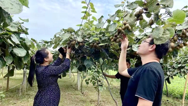 河南宝丰：甜“猕”有约 开门迎客