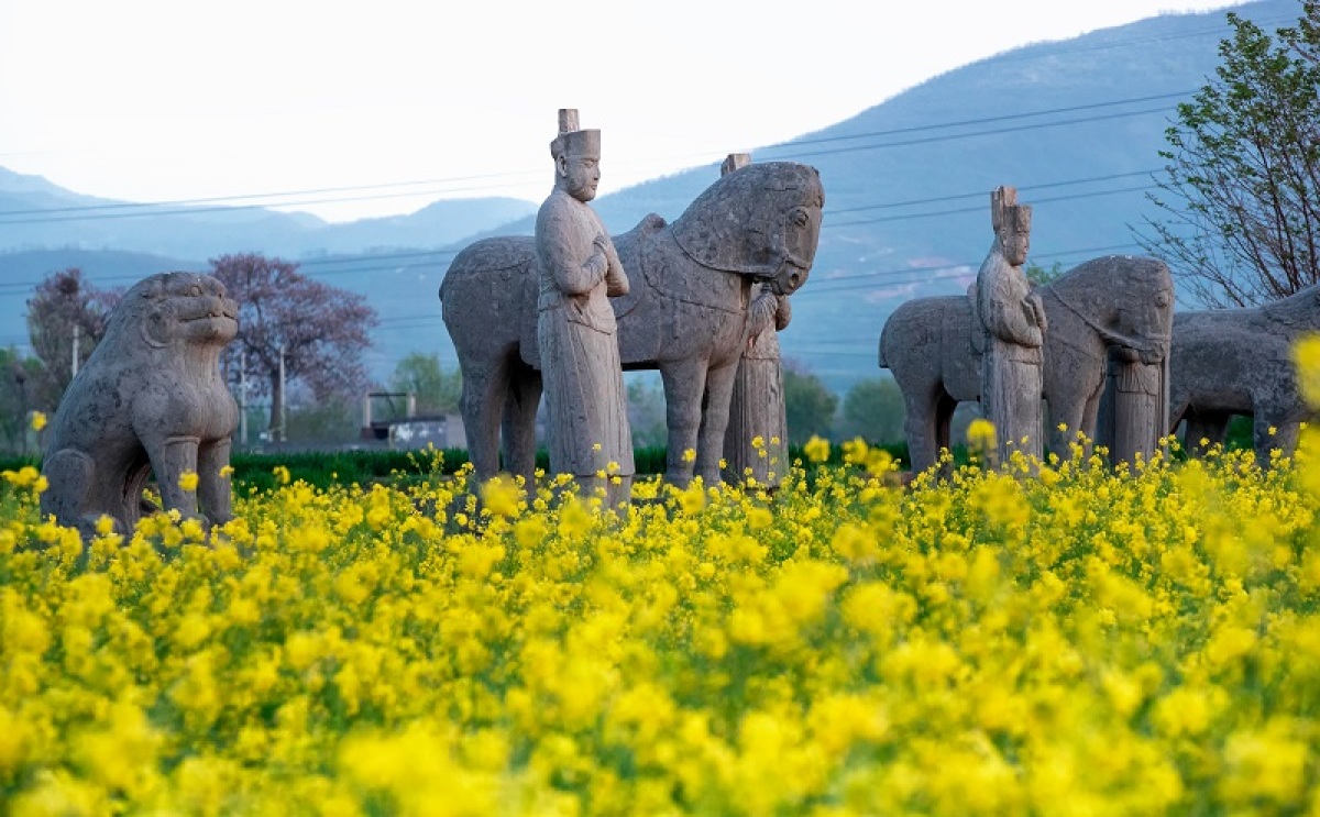 行走河南读懂中国丨巩义北宋皇陵保护区内油菜花绽放吸引市民观赏