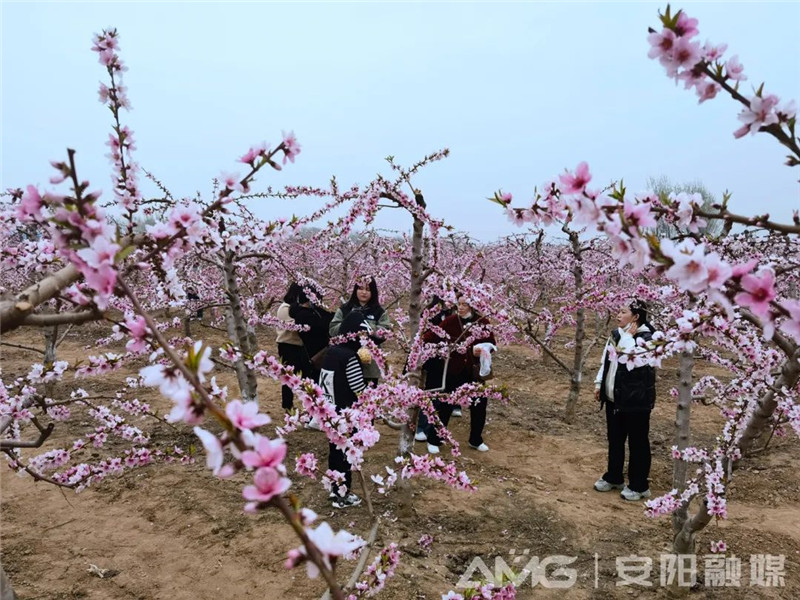 走进安阳内黄豆公桃花节