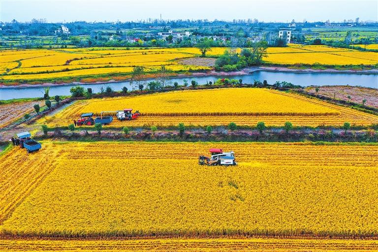 Golden fields, fragrant with the aroma of rice