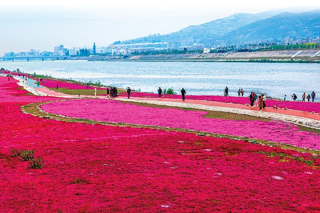 春正好 花似海