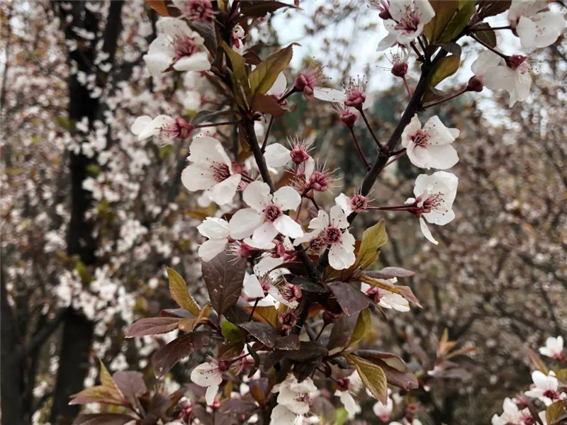 行走河南·读懂中国 | 洛阳：又到一年赏花时 洛城花事地图出炉