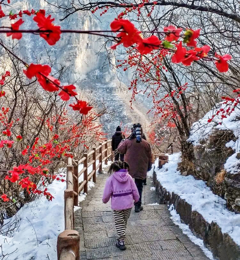 沁阳：冬景似春华 山间好风光