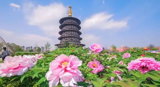 【行走河南·读懂中国】赵立坚推介洛阳牡丹 “云端”绽放受全球热捧