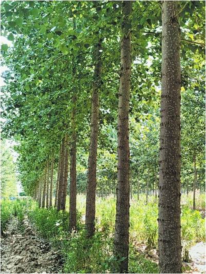 河南日报我省培育出无絮杨树新品种