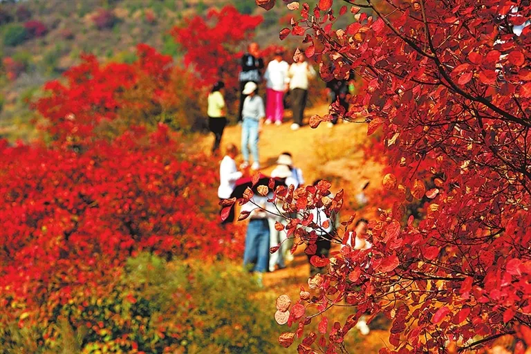 鞏義市山區(qū)紅葉遍布山野