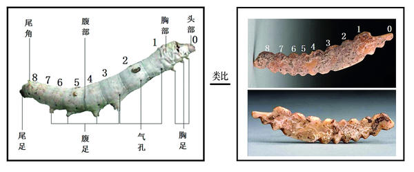 追寻文明的足迹④︱“河洛古国”——双槐树遗址