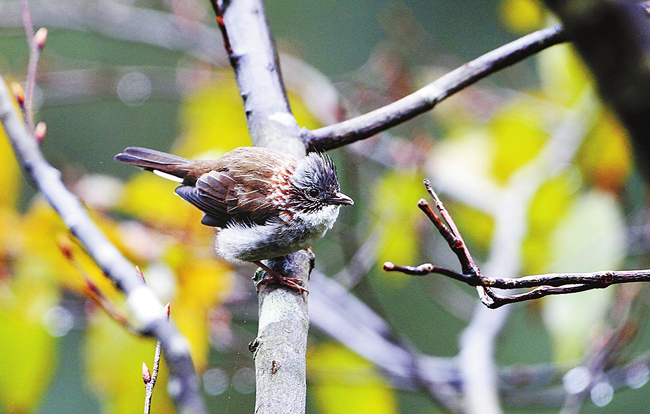 慄耳鳳鶥丹江溼地發現新鳥種