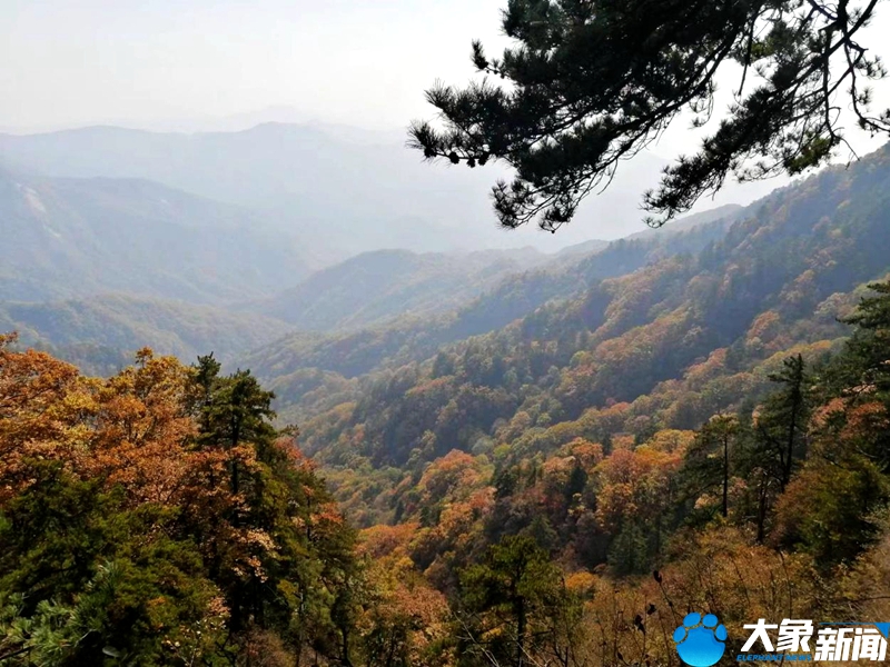 【行走河南·读懂中国】南阳宝天曼：漫山遍野秋色浓 醉美红叶入画来