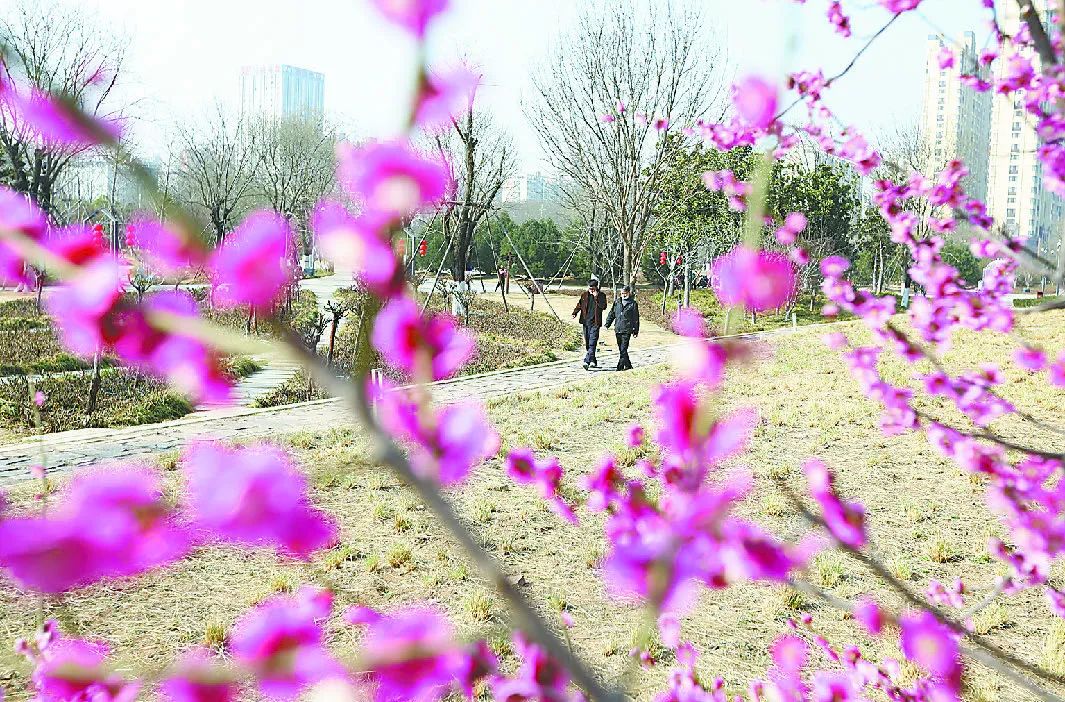 行走河南·读懂中国 | 焦作春日赏花图鉴