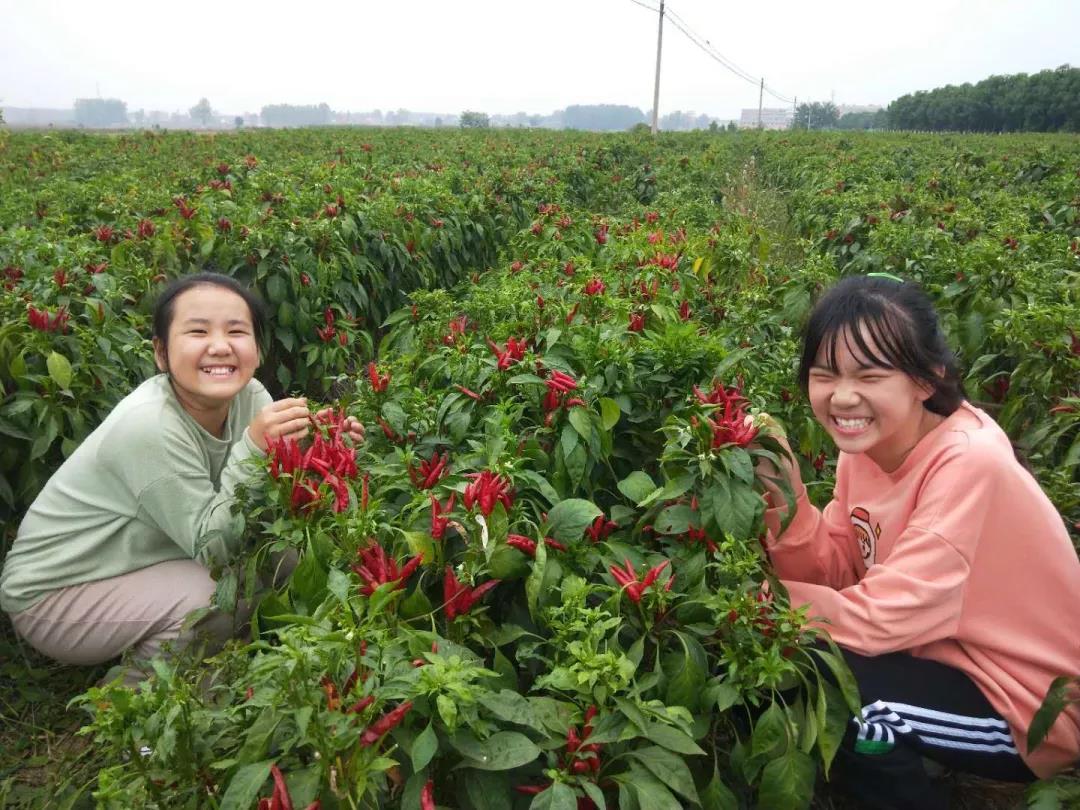 致敬劳动，礼赞丰收