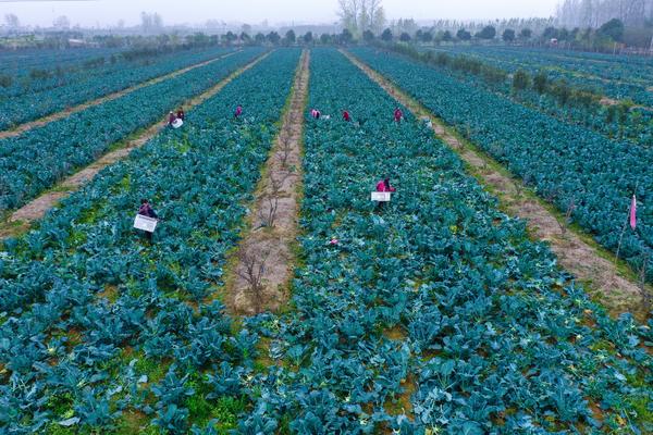 Broccoli Harvested in Guangshan