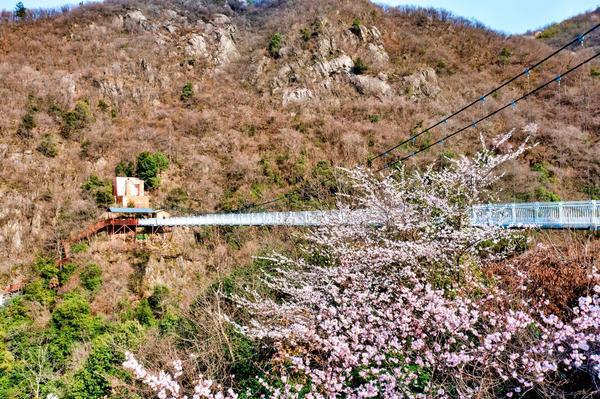Enjoy Spring in Gushi with Blooming Cherry Blossoms