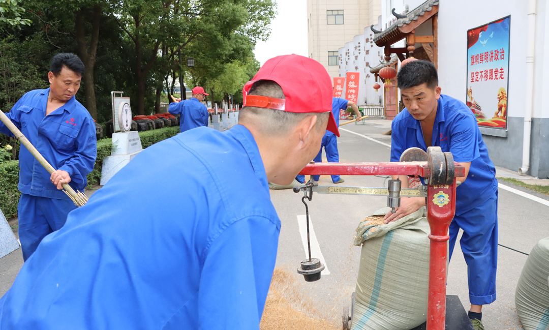 好粮酿好酒，蔡洪坊酿酒专用粮种植基地6000亩小麦再获丰收