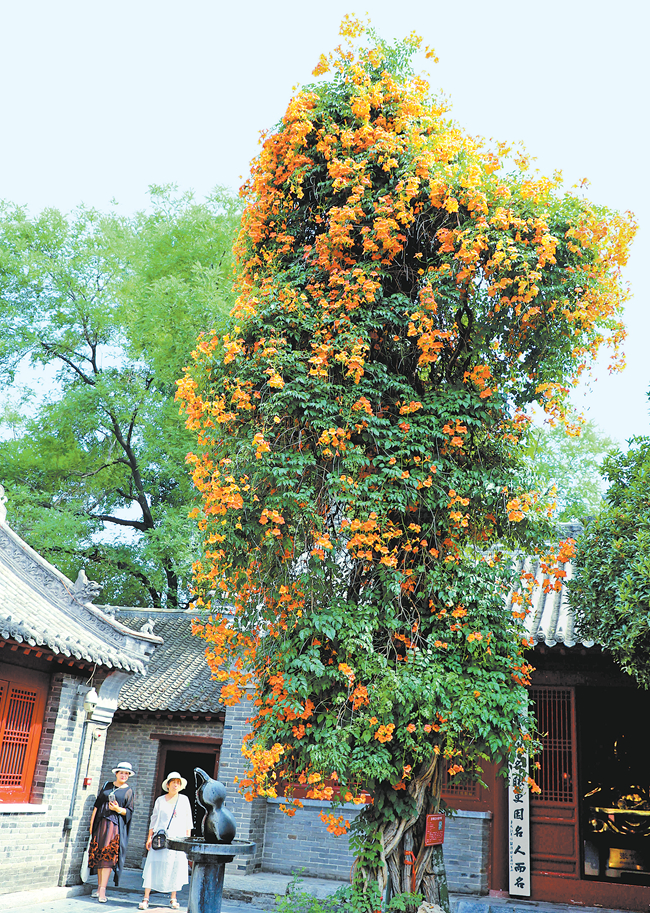 花开满枝，美不胜收