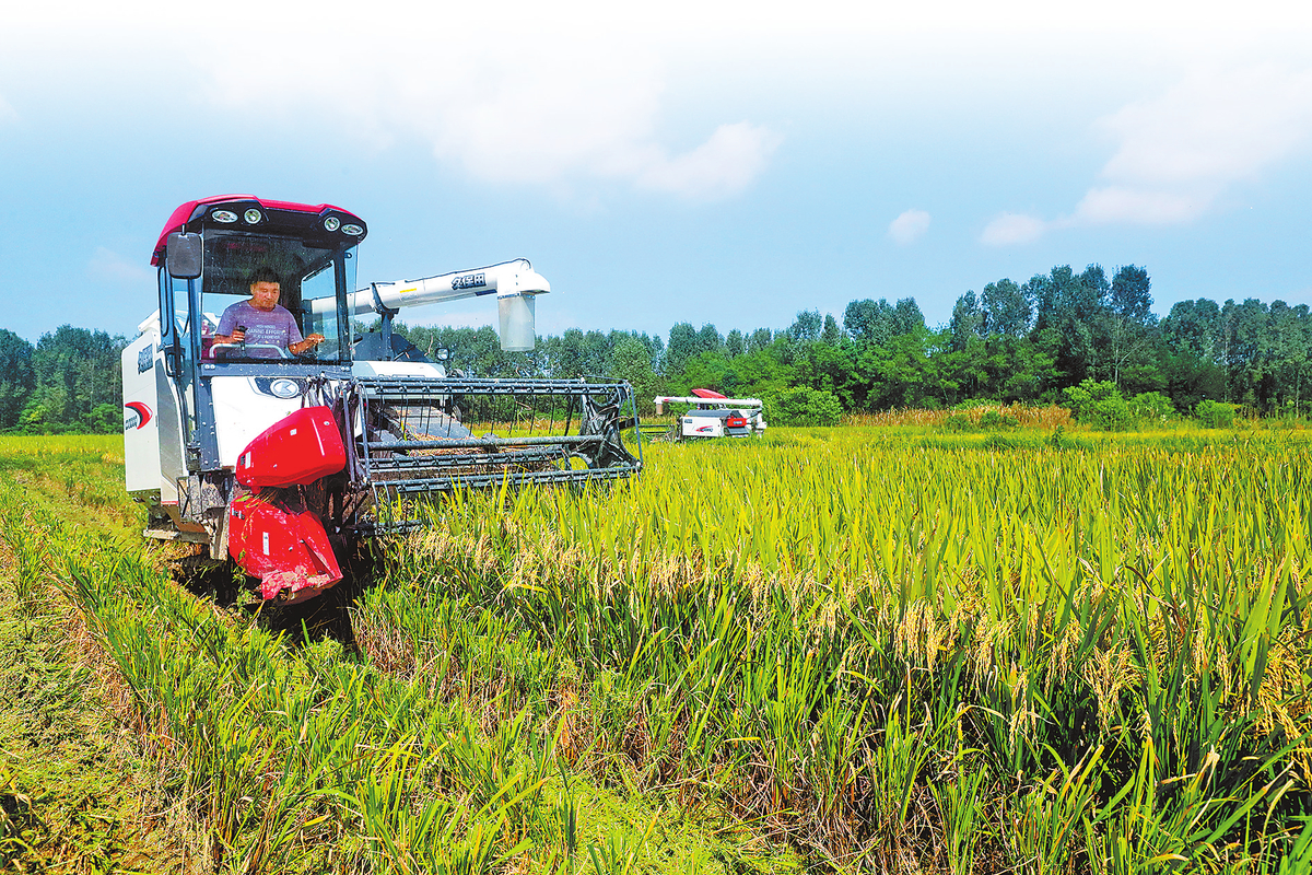 农民丰收节活动方案出炉