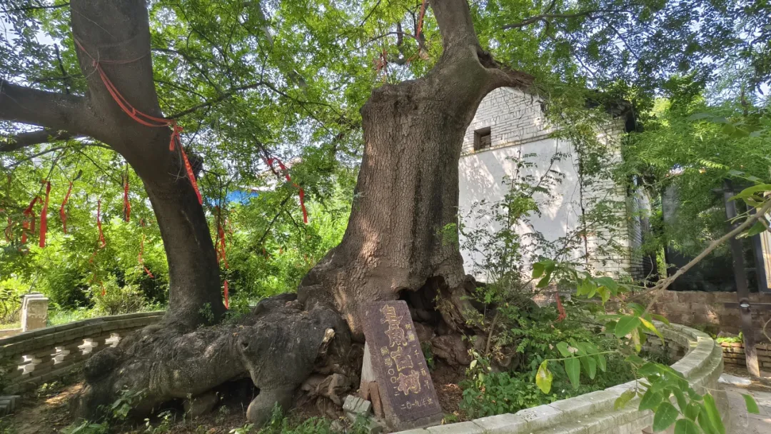 许昌市襄城县：祝冯村皂荚树