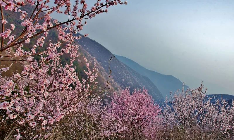 行走河南·读懂中国｜青天河浪漫赏花之旅即将开启