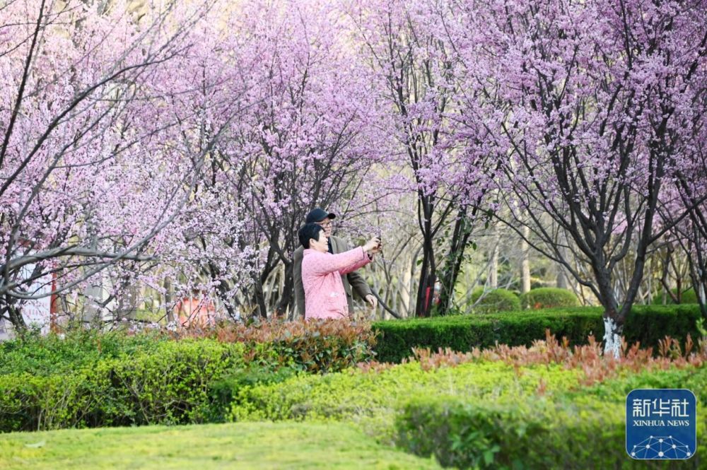 行走河南·读懂中国丨春意浓浓 我省各地花期如约而至