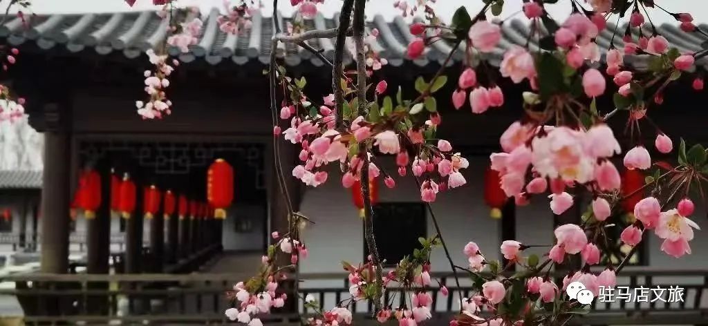 驻马店：天中美景惹人醉 文旅复苏人气足