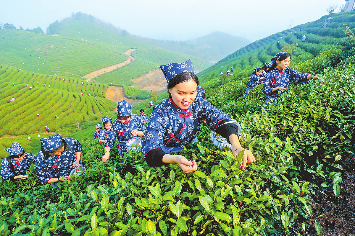 光山县白雀园镇大尖山茶叶种植基地采摘春茶