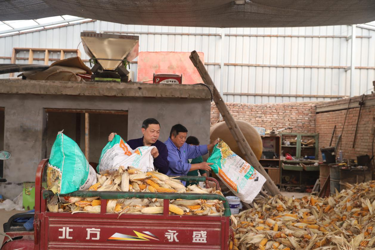 沁阳审计：金秋好“丰”光  助农秋收忙