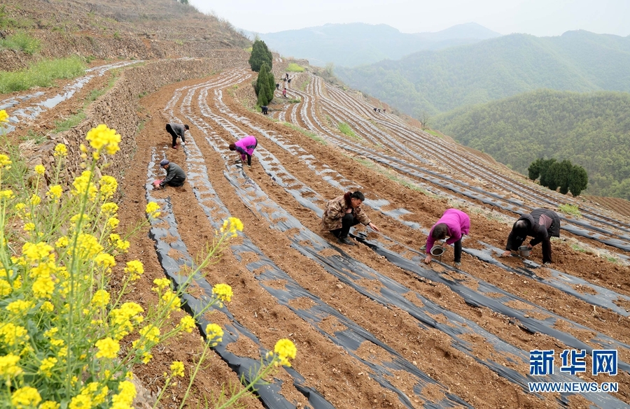 【图片新闻】河南汝阳：春耕好时节 梯田播种忙