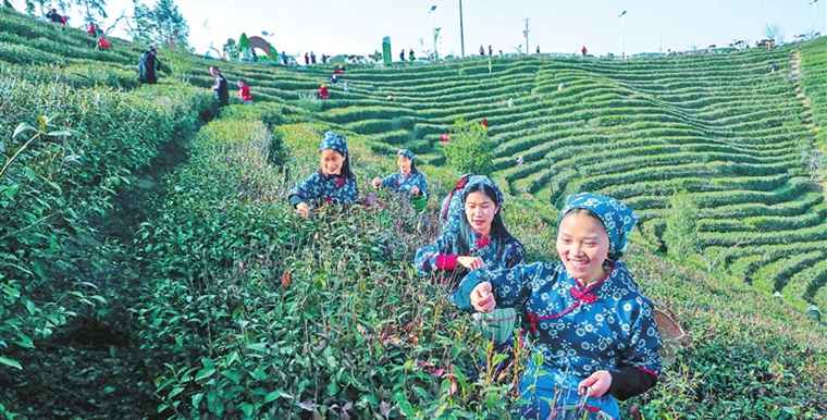 春茶开采