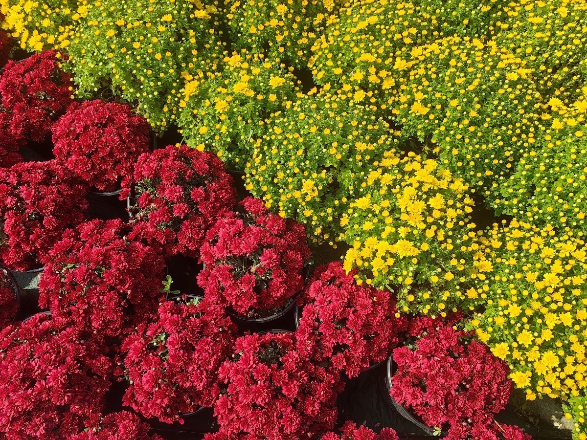 开封：50余万盆菊花斗艳 满城芳菲别样妆