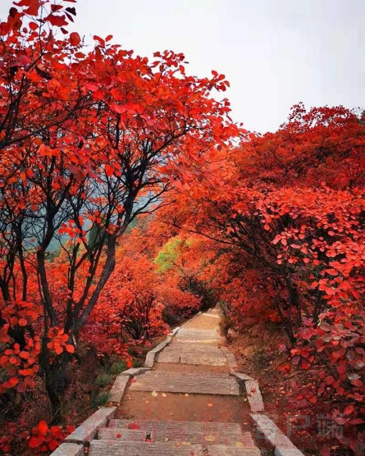层林尽染，景色如画，红遍中原！第十四届大鸿寨红叶文化旅游季开幕