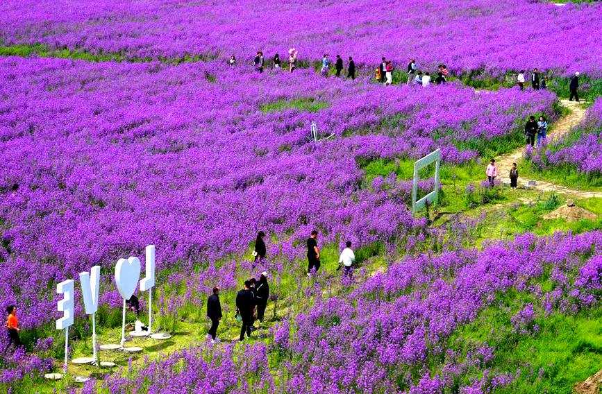 【行走河南·读懂中国】驻马店：百亩紫色油菜花海醉游人