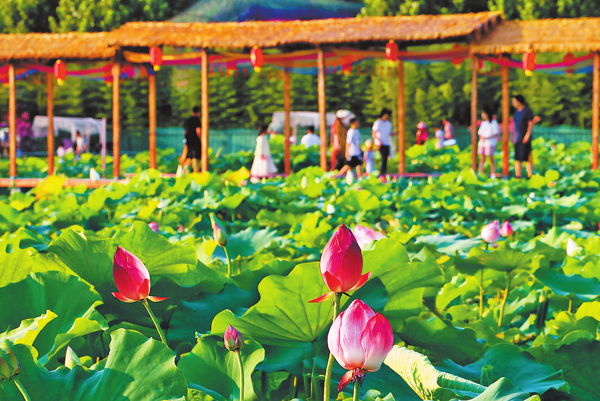 Lotus flowers bloom in Pingdingshan