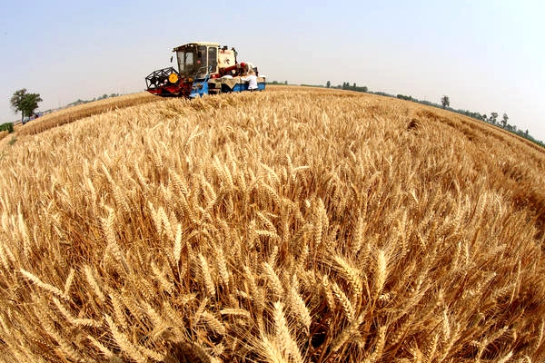 温县30万亩种田年产麦种1.5亿公斤 未来5年或翻番