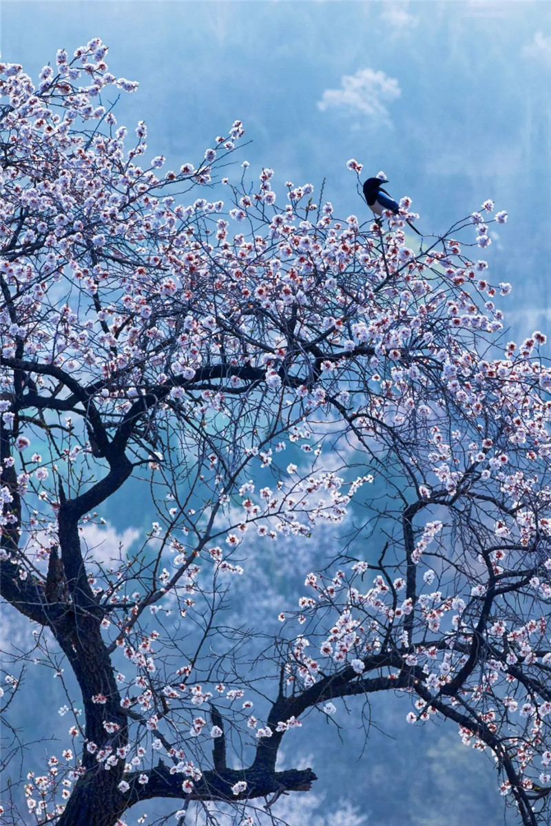 行走河南读懂中国汝州花海穿越之旅杏花