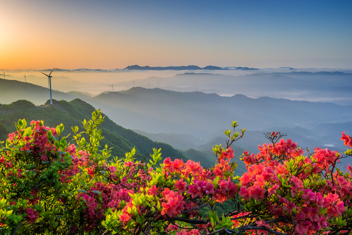 锦绣大别漫山红