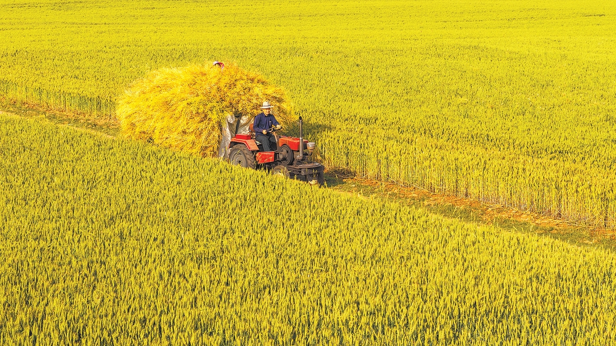 Bumper Harvest Anticipated